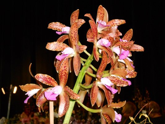 DSCN2058