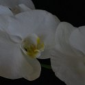 REP_7912