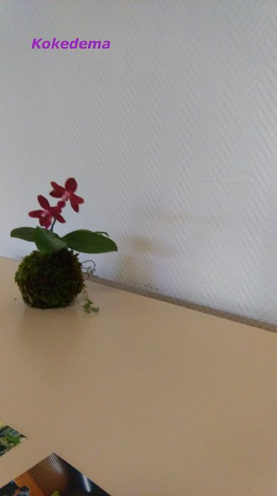 IMAG0839