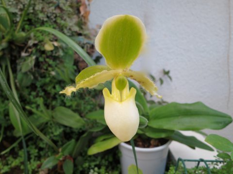 Paphiopedilum