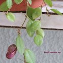IMG_0991