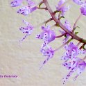 IMG_1277
