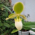 Paphiopedilum