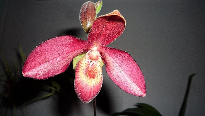 PHRAGMI