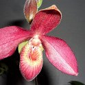 PHRAGMI